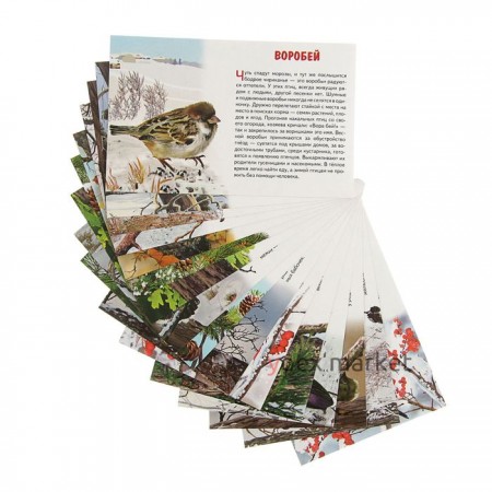 Обучающие карточки «Зимующие птицы России», 16 карточек