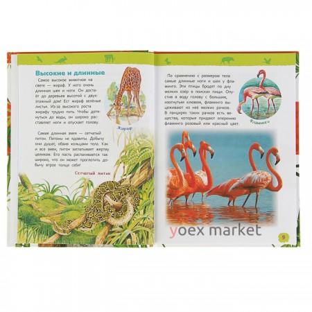 Энциклопедия для детского сада «Удивительные животные»
