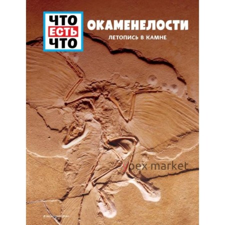 ОКАМЕНЕЛОСТИ. Летопись в камне. Баур М.