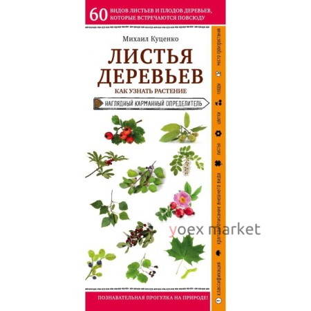 Листья деревьев. Как узнать растение. Куценко М.