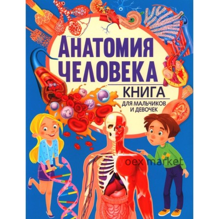 Анатомия человека. Книга для мальчиков и девочек. Голотина Л.Ю.