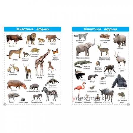 1001 картинка: иллюстрированный словарь. Все-все животные. Дмитриева В.Г.