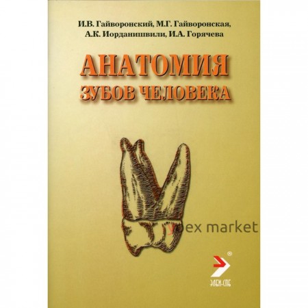 Анатомия зубов человека. 4-е издание, исправленное и дополненное. Гайворонский И.В., Гайворонская М.Г., Иорданишвили А.К., Горячева И.А.