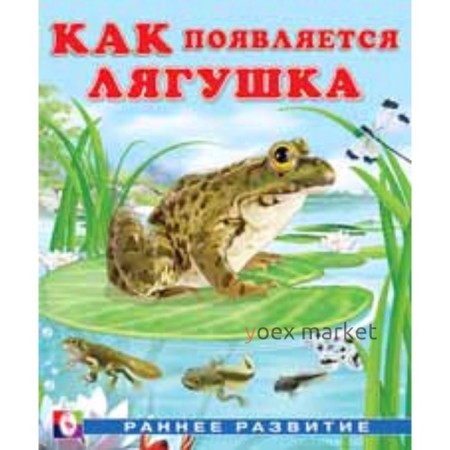 Лягушка. Гурина И.В.